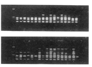 102 6 2 Table 2 Oligonucleotide primers used in the test Primer (5 3 ) Sequence (5 3 ) Primer (5 3 ) Sequence (5 3 ) Primer (5 3 ) Sequence(5 3 ) 1 GCG GCT GGA G 8 A GG ACG TGC C 15 TGC GCC GGT G 2