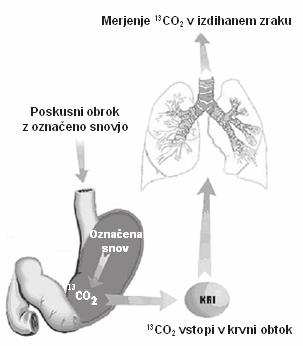 SPLOŠNO O DIHALNEM TESTU Uvod Dihalni test z uporabo stabilnega ogljikovega izotopa 13 je neinvazivno diagnostično orodje v znanstvenih in kliničnih preiskavah številnih fizioloških in