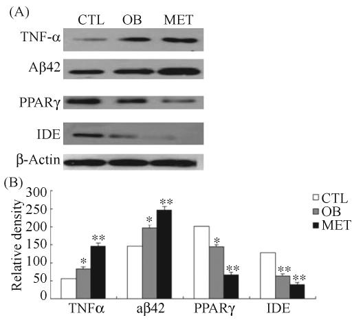 1 PPARγ IDE TNF-α Aβ42 73 TNF-α Aβ42 CTL 2 4 1 7 PPARγ IDE CTL 35% 40% MET TNFα Aβ42 IDE PPARγ Aβ42 Fig 1 Expression of TNF-α PPARγ and IDE mrna in hippocampus Graphics showed the result of RT-PCR