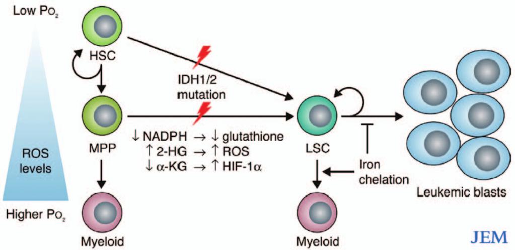 Α. Συμεωνίδης και συν. Εικόνα 2. Ο ρόλος του οξειδοαναγωγικού δυναμικού στην ωρίμανση και διαφοροποίηση των αιμοποιητικών κυττάρων στον μυελό, σε φυσιολογικές συνθήκες και στην ΟΜΛ.