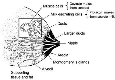 Μυοεπιθηλιακά κύτταρα (ωκυτοκίνη προκαλεί σύσπαση) Γαλακτοπαραγωγά κύτταρα (προλακτίνη προκαλεί