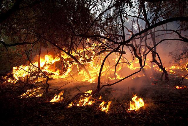 ΌΜΩΣ η αύξηση της συχνότητας εμφάνισης των πυρκαγιών της έντασής τους και της έκτασης των καμένων εκτάσεων καθιστούν τις πυρκαγιές σήμερα σημαντικό πρόβλημα για τα δασικά οικοσυστήματα.