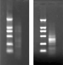 products of HPV6 plasmids DNA with Cy3-labeled universal primers C Agarose gel electrophoresis of amplified products of HPV8 plasmids DNA with Cy3-labeled universal primers M DL 2000 HPV6 plasmid DNA