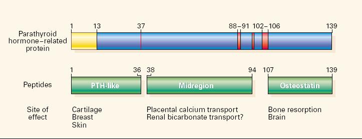 Δομή PTHrP 3 ισομορφές (139/141/173) Ομολογία στα