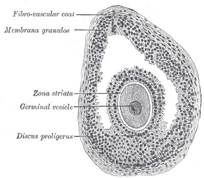Εικόνα 6. Σύμπλεγμα ανθρώπινου ωαρίου και κοκκώδους στιβάδας.