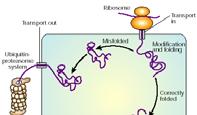 UBIKVITIN Trije encimi sodelujejo pri vezavi na protein Oligomerni