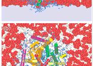 receptor SRP- signal recognition particle RNA (300 nukleotidov) 6 proteinov signalna