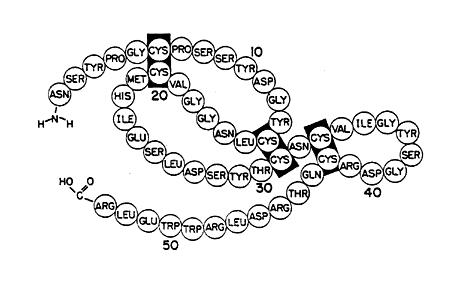 Primarna struktura proteina ili sekvencija proteina: slijed aminokiselina u proteinskom lancu, koji se piše slijeva nadesno, od N-terminalne do zaključno C-terminalne aminokiseline.