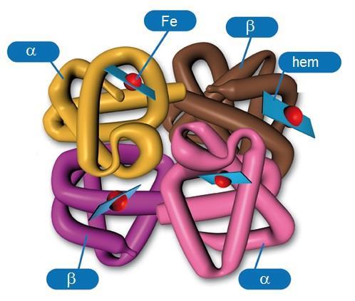 Primjer 3: Primarna struktura hemoglobinskih jedinica α (142 aminokiselina) i β (147 aminokiselina). Svaka jedinica vezana je na prostetsku skupinu hem.