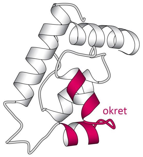 α, β β-petlja β-ukosnica Primjer strukture