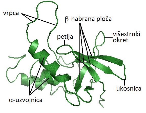 3D strukture jednog polipeptidnog lanca Petlje i