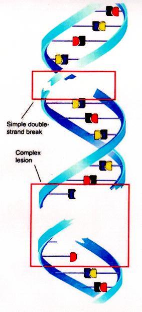 και των δύο (Double Strand