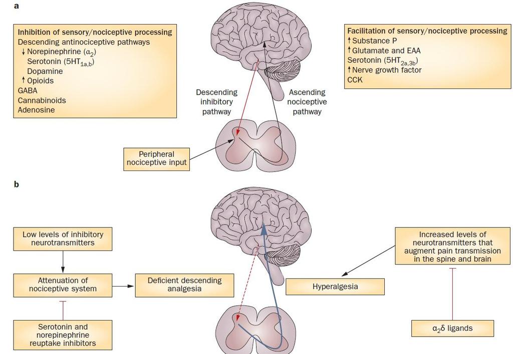Διαταραχές στην αντίληψη του πόνου στον εγκέφαλο 5-HT, 5-hydroxytryptamine; CCK, cholecystokinin; CNS, central nervous system; DNIC, diffuse