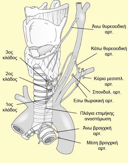 απουσίας όγκων ή φλεγμονής ή άλλης χρονίας παθολογίας η παρασκευή και ο διαχωρισμός τους γίνεται εύκολα λόγω της ενδιάμεσης παρουσίας ανάγγειου συνδετικού ιστού.