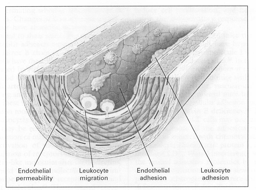 Λειτουργικότητα ενδοθηλίου και σημασία του στην