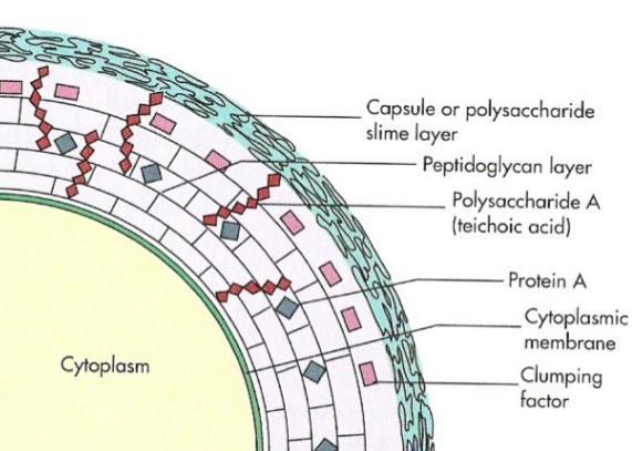 Διερεύνηση στελέχους Staphylococcus aureus με αντοχή στην λινκομυκίνη 15 τέσσερις πενικιλλοδεσμευτικές πρωτεΐνες (PBPs), η κοαγκουλάση, οι πρωτεΐνες επιφανείας που ανήκουν στην ομάδα των MRCRAMMS