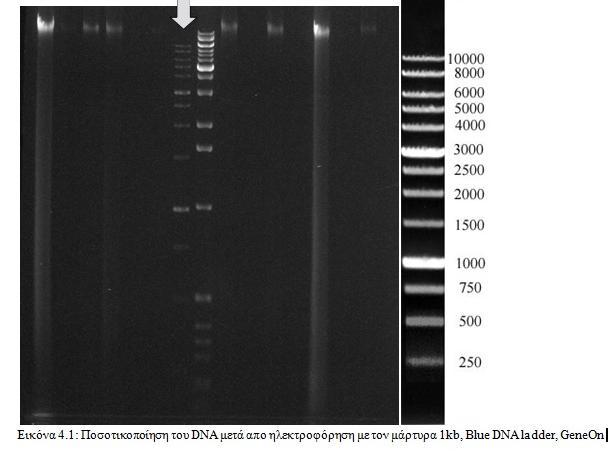 Διερεύνηση στελέχους Staphylococcus aureus με αντοχή στην λινκομυκίνη 46 4.