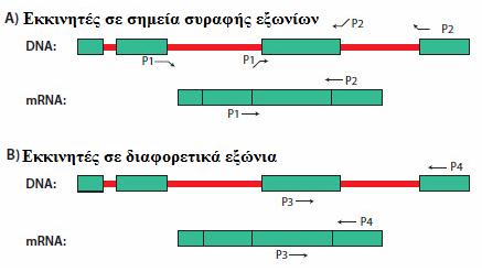 Αποφυγή ενίσχυσης genomic DNA 1.