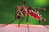 ο ιός ανακαλύφθηκε το 1947 στο δάσος Zika στην ουγκάντα, αλλά το 1953 διαπιστώθηκε η προσβολή του ανθρώπου στη Νιγηρία. Μέχρι το 2007 ελάχιστα περιστατικά είχαν αναφερθεί στη βιβλιογραφία.