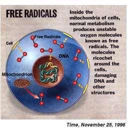 Ελεύθερες ρίζες: «το κακό» Ασταθή μόρια που δημιουργούνται εξαιτίας της φυσιολογικής κυτταρικής λειτουργίας, καθώς επίσης και από την έκθεση του οργανισμού