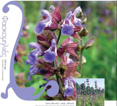 Η δρόγη της Salvia officinalis αποτελεί παραδοσιακό