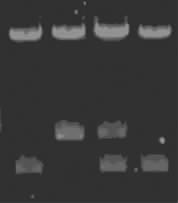 86 009 0 00 0 50 5 0 500 550 0 650 700 wavelength / nm -654 CD7 4 4 Ivs--654 5 nm 4 SYBR Green I ROX : N+ ; : N/N+ ; : N+ Fig Fluorescence spectra of point mutation detection using ligase-mediated