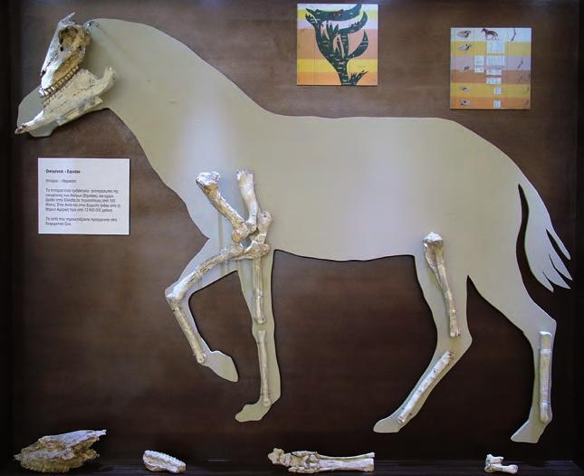 17 19 Kρανίο ρινόκερου Ceratotherium