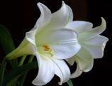 Donate an Easter Lily to Decorate the Narthex & Sanctuary for Easter in honor of a special someone or event or in memory of a loved one. Your Name Lily donated for Lilies are $20 each.