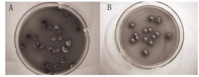 . 205. 3 Tab. 3 Result of Streptomyces roseosporus screening on daptomycinstreptomycin combined resistant plates /(mg/l) 800 800 800 1000 1000 1000 1200 1200 /(mg/l) 2.0 3.