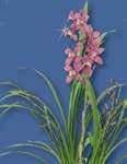 Phalaenopsis výhon, kv.