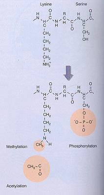 kromatina -Acetilacija lizina