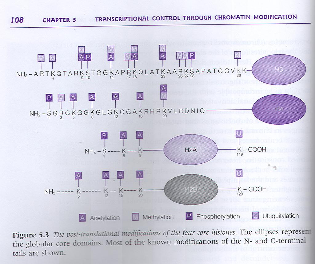 Potranslacijske modifikacije histonov Sodelovanje med oznakami histonov pri aktivaciji prepisovanja: (1) Metilacija arginina (mono- ali di-), fosforilacija serina, acetilacija lizina (2)