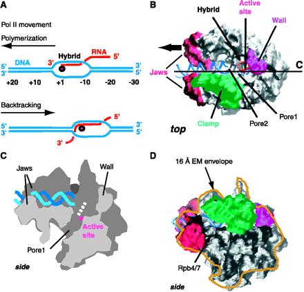Med prepisovanjem (transkripcijo) nastaja DNA-RNA hibrid Matrična