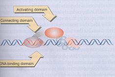 DNA-vezavni proteini so ključnega pomena za prepoznavanje mesta na