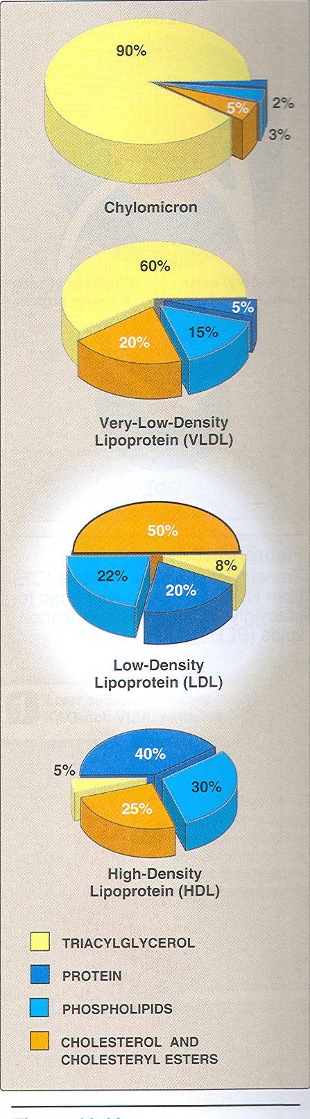 Sestava lipoproteinov TAG Fosfolipidi Holesterol in estri Proteini Hilomikroni +++ - - - VLDL ++ + + - LDL - + ++ +