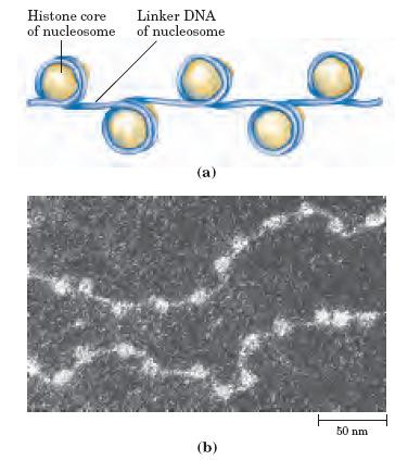 Nukleosom - osnovna enota kromatina evkariontske celice Proteinsko ogrodje nukleosoma Pogled od zgoraj (a) nukleosome