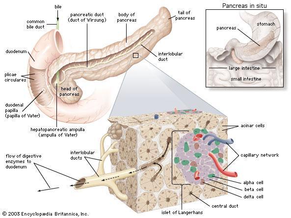 Anatómia a fyziológia pankreasu: - pankreas o exokrinný (produkuje enzýmy pre tráviaci trakt) o endokrinný - Langerhansove ostrovčeky: bunky typu alfa glukagón, proglukagón a peptidy (GLP-1 a GLP -2)