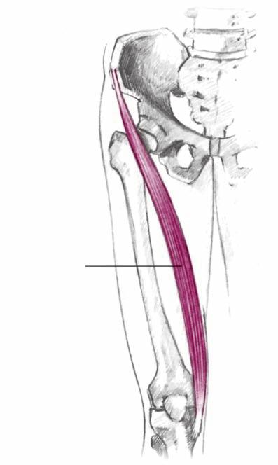 Σχήμα 3.28 Ραπτικός Σχήμα 3.30 Χιαστοί σύνδεσμοι Σχήμα 3.31 Πρόσθιος Πλάγιοι σύνδεσμοι Οπίσθιος Γ. Η άρθρωση του γόνατος ποι κίνησης.