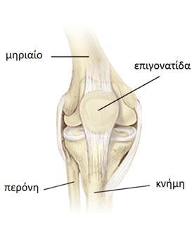 Εικόνα 21: Οστά της άρθρωσης του γόνατος (robo-orthopedics.gr) Το μηριαίο οστό είναι το μακρότερο και ισχυρότερο οστό του σώματος.