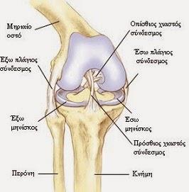 Εικόνα 22: Μηνίσκοι και σύνδεσμοι της άρθρωσης του γόνατος (pegasus-imathia.gr) Ο έξω πλάγιος σύνδεσμος.