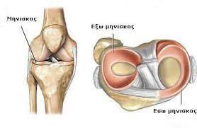 ΔΙΑΡΘΡΙΟΙ ΧΟΝΔΡΟΙ Εικόνα 23: Μηνίσκοι της άρθρωσης του γόνατος (άνω όψη) (www.osc-ortho.