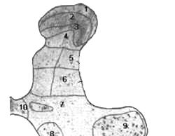 Σχήμα 1. Οι στιβάδες του νωτιαίου μυελού κατά Rexed. Εξ αυτών, οι πρώτες έξι εντοπίζονται στο οπίσθιο κέρας.
