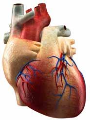 3 Μελετώντας το Κυκλοφορικό μας Σύστημα... ΔΡΑΣΤΗΡΙΟΤΗΤΑ 3.3. Δομή και λειτουργία της καρδίας Μαζί με τον καρδιολόγο 60 I 3.3.1. Η καρδία αποτελεί το κύριο όργανο του κυκλοφορικού συστήματος.