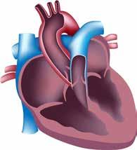 ΒΙΟΛΟΓΙΑ Β ΓΥΜΝΑΣΙΟΥ Βιβλίο Δραστηριοτήτων 3. (α) Να συμπληρώσετε τις ενδείξεις στο διπλανό σχεδιάγραμμα της καρδίας.