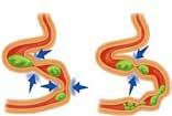 Από άλλες περιοχές του βλεννογόνου του στομαχιού παράγεται, επίσης, η ορμόνη γαστρίνη που μεταφέρεται με το αίμα και ρυθμίζει την έκκριση του γαστρικού υγρού από το στομάχι.