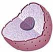 Η δομή αυτή είναι φτιαγμένη, κυρίως, από ί- νες κυτταρίνης (αλυσίδες που φτιάχνει το κύτταρο από σάκχαρα γλυκόζης).