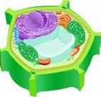 2 Εξερευνώντας το Πεπτικό μας Σύστημα... Α/Α Εικόνα οργανιδίου Δομή ή Οργανίδιο Α/Α Δομή και λειτουργία οργανιδίου 7. Ζ μικροσωλινίσκοι Συναντάται μόνο σε φυτικά κύτταρα στα πράσινα μέρη των φυτών.