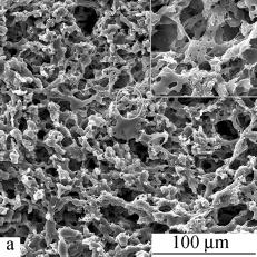 SF / PHBHHx and PHBHHx scaffolds n = 4 * p < 0 05 when comparison of cell activity