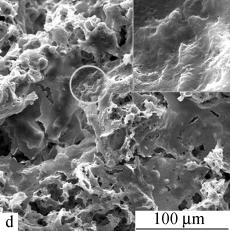 cultured for 3 5 days respectively on the PHBHHx scaffolds b and d show the cells