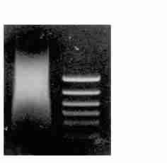 246 17 11212 OA OA, L CC > 0. 95, cdna s PCR, 2 (open reading du T P. 100 l, dn T P 20 nm o lgl, 102 m er 50 pm o lgl, o ligo dt (18) 50 pm o lgl, 2dU T P 0.